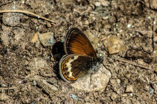 Réf. 197 822 : Coenonympha gardetta darwiniana